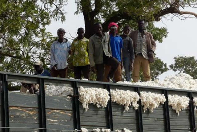 Coton camerounais : entre intrants anticipés et industrialisation, la filière veut changer de dimension