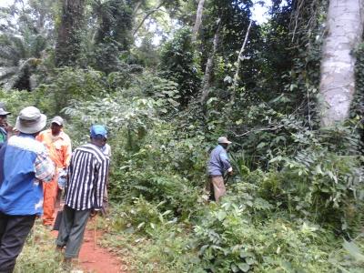 500 hectares de terrain agricole à louer à Mengang / Cameroun